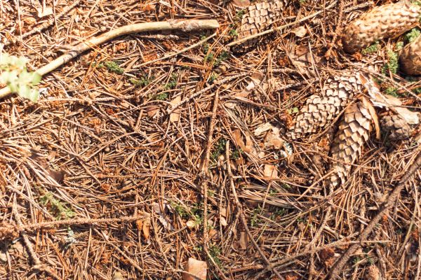 Cost of Pine Needles Removal in Vista