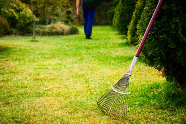 Lawn Cleaning