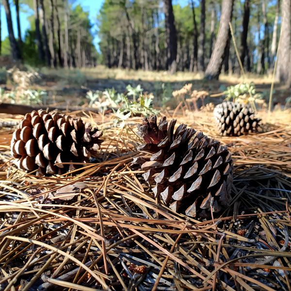 Pine Cone Removal
