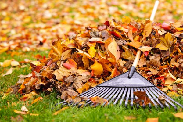 Yard Leaf Removal in Vista