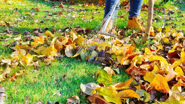 Cost of Autumn Leaf Removal in Vista
