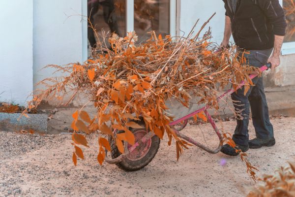 Lawn Debris Cleanup in Vista